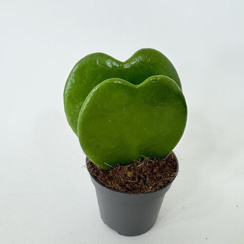 하트호야 2촉 하트선인장 다육 키우기쉬운 실내 공기정화식물